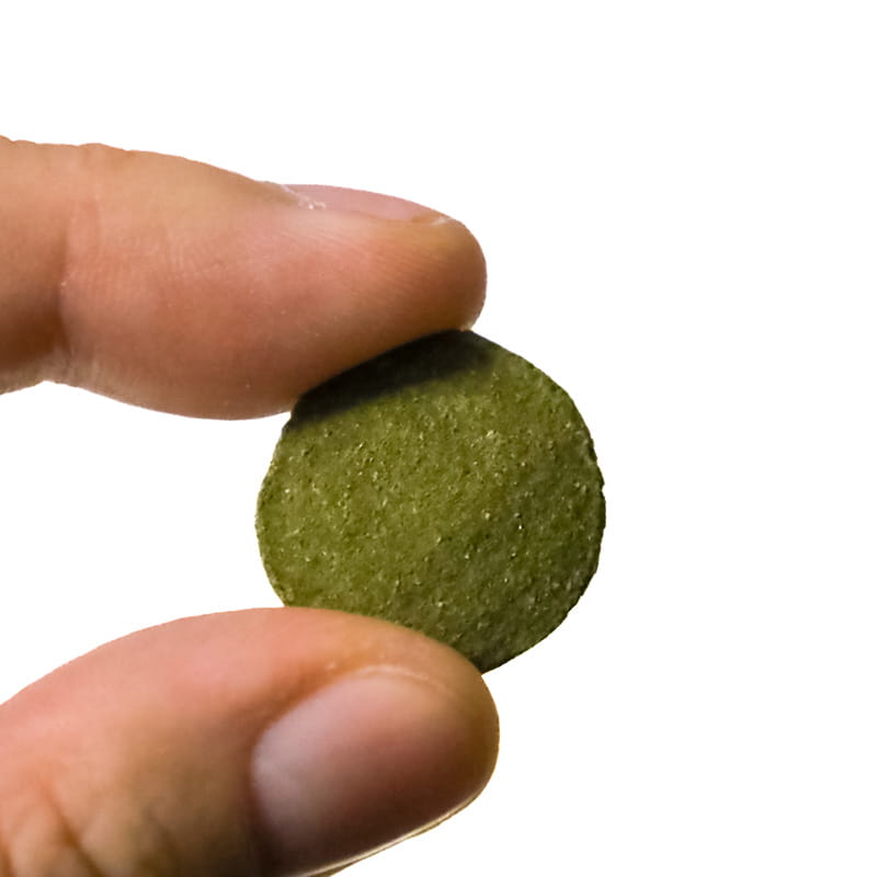 Green alge 5.jpg